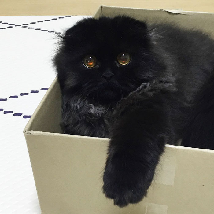 big-cute-eyes-cat-black-scottish-fold-gimo-1room1cat-92