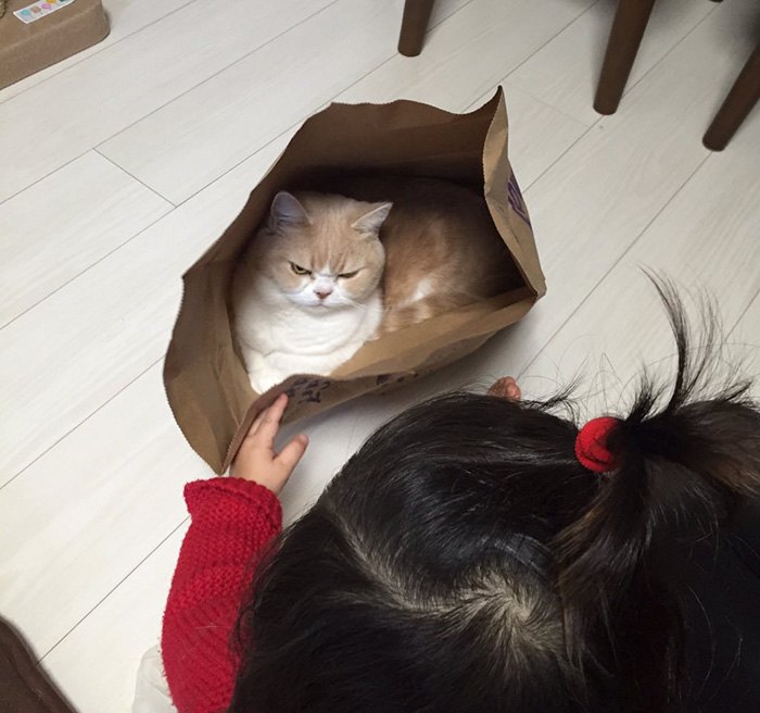 japanese-grumpy-cat-angry-koyuki-moflicious-33