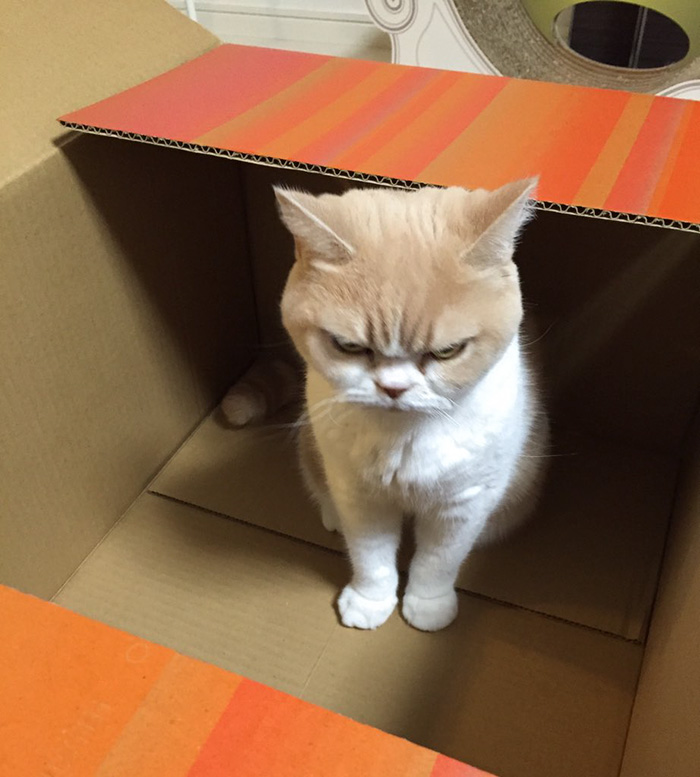 japanese-grumpy-cat-angry-koyuki-moflicious-7