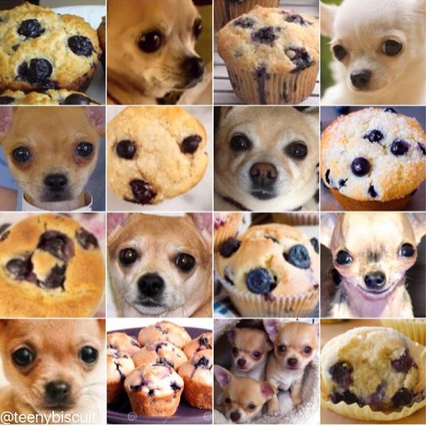 Chihuahua-or-muffin
