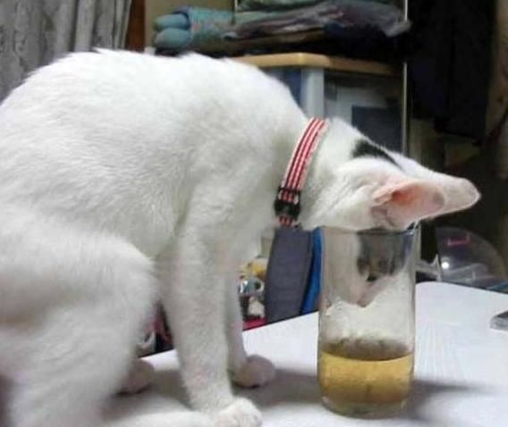 cat-drinking-fail-big