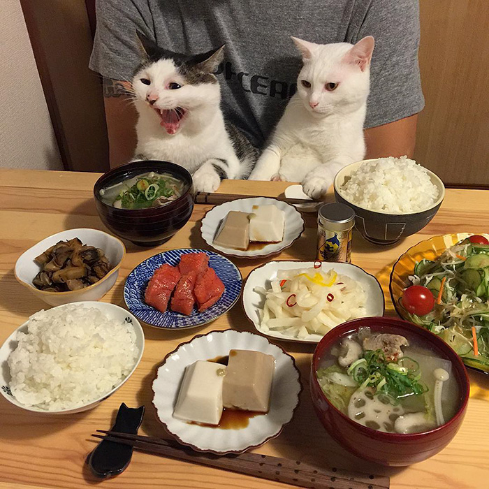 cats-watching-people-eat-naomiuno-1