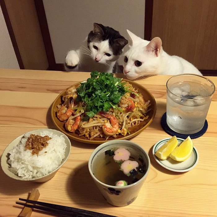 cats-watching-people-eat-naomiuno-14