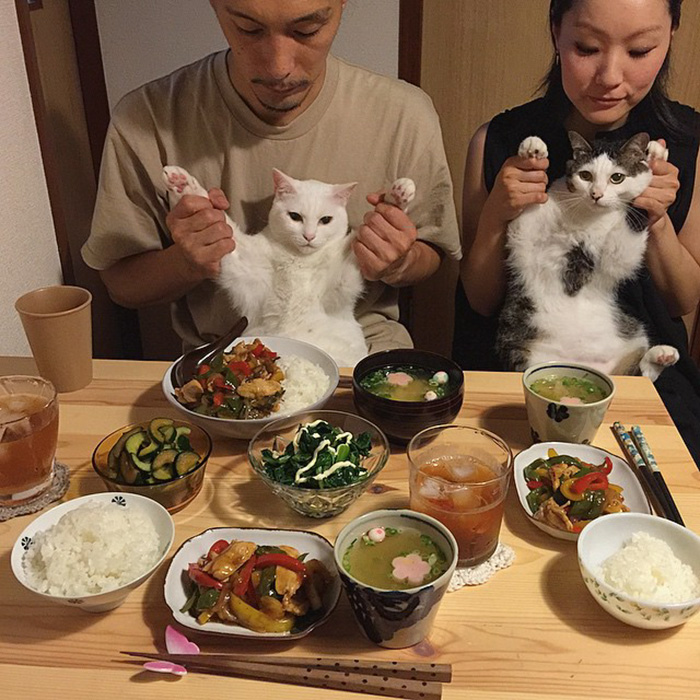 cats-watching-people-eat-naomiuno-28