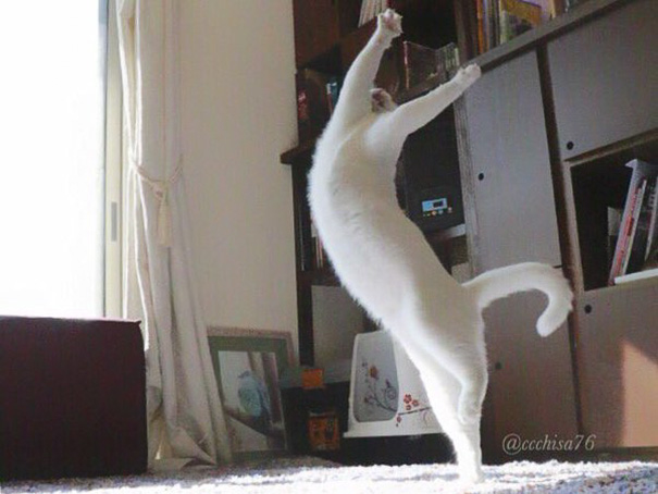 ballet-cat-japan-13