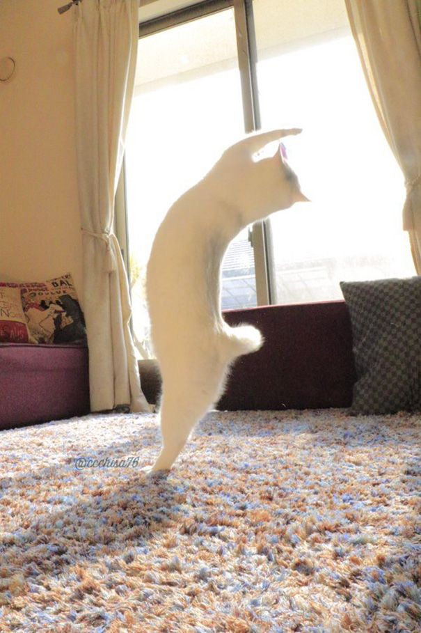 ballet-cat-japan-44