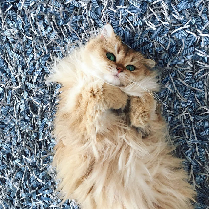 beautiful-fluffy-cat-british-longhair-24