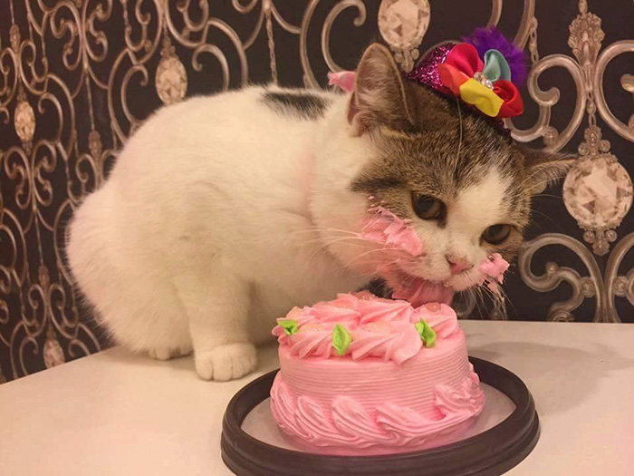 cat-eats-cake-1