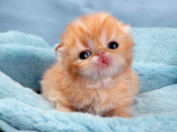 cute-kitten-61-57b32666478e1__605